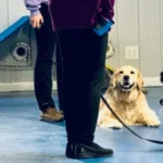 The Role of Socialization in Dog Daycare