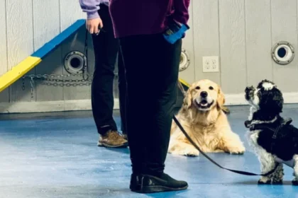The Role of Socialization in Dog Daycare