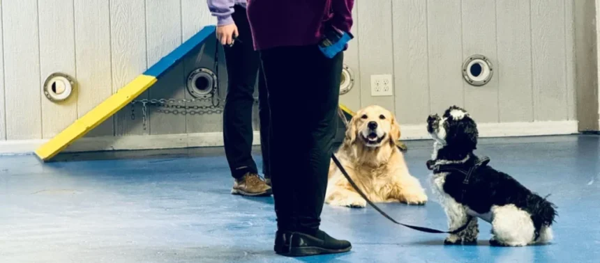 The Role of Socialization in Dog Daycare